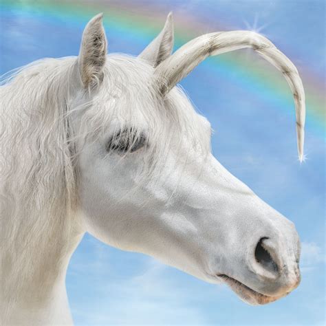 Pictures Of Real Life Unicorns