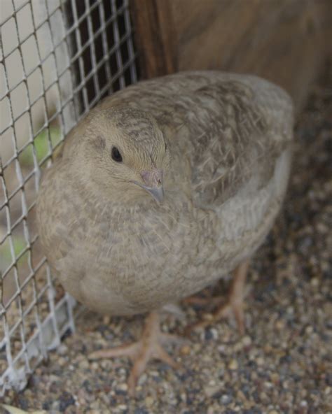 What color is my quail? A brief intro to common colors in Coturnix ...
