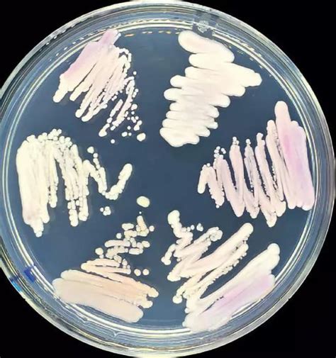 水井坊“一号菌群”科研报告发布：独有菌群18个、新菌种近20个_手机新浪网