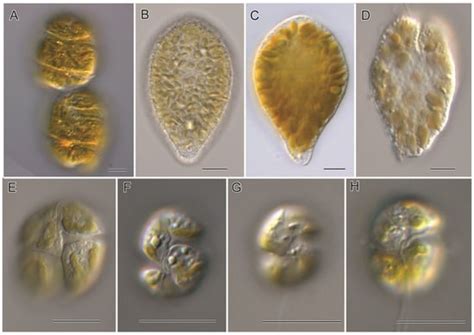 Fish Kills Related to Harmful Algal Bloom Events in Southeast Asia