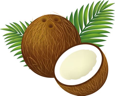 Free Coconut Cliparts, Download Free Coconut Cliparts png images, Free ...