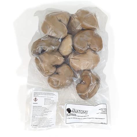 Anatomy Lab Preserved Sheep Kidney Specimen for India | Ubuy