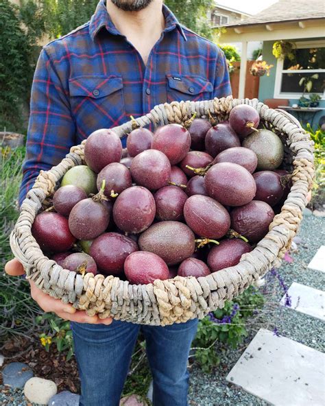 How to Grow Purple Passion Fruit vs. Maypops: The Ultimate Guide ...