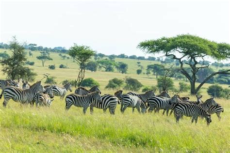 KILIMANJARO INTERNATIONAL AIRPORT (2026) All You Need to Know BEFORE ...