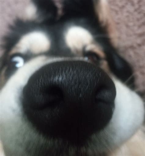 Goofy ahh dog | Goofy dog, Silly animals, Dogs