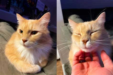 My boy crinkles his nose when you scratch his chin. - MyConfinedSpace