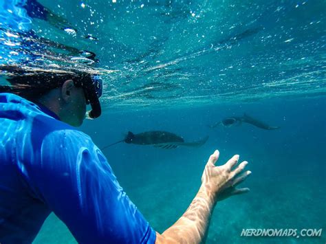 Komodo Dragon Swim 的图像结果