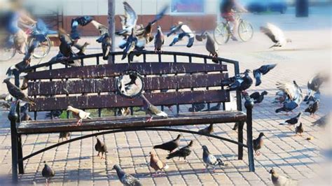 Image result for How to Remove Bird Poop