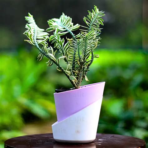 Devil’s Backbone (Variegated Pedilanthus) - Plant – Lalit Enterprise