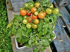 coltivazione pomodori in vaso come coltivare pomodori orto sul balcone coltivazione coltivazione pomodori in vaso come coltivare pomodori orto sul balcone coltivazione