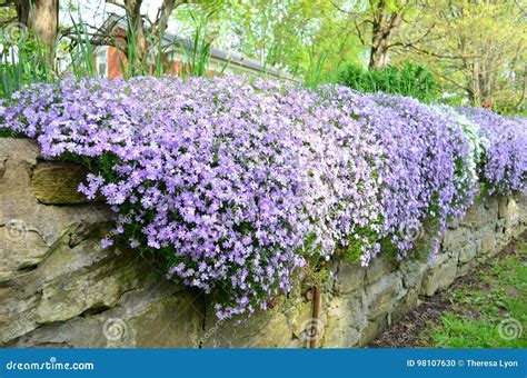 Creeping Phlox (Phlox Subulata) Landscaping And Rock Retaining Wall ...