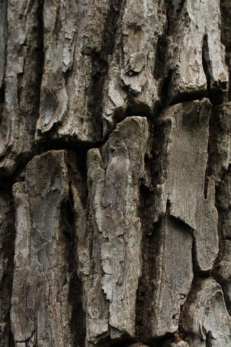 Image result for Tree Texture Drawing