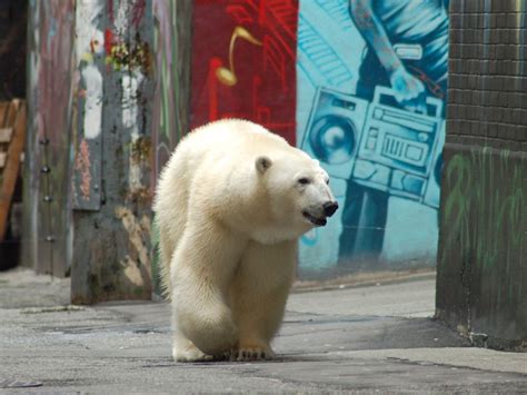 Prime Video: I Was Prey - Season 1