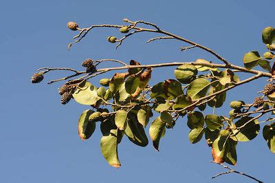 Alnus cordata (Loisel.) Duby | Plants of the World Online | Kew Science