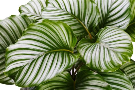 How to care for Calathea Plants – ChhajedGarden.com