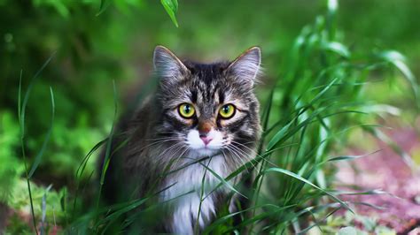 Download wallpaper cat, background, face, cat, section cats in ...