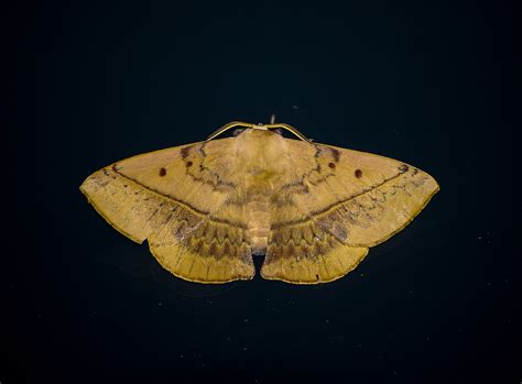 Image result for Moth Insect