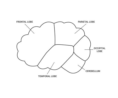 Lobes of brain human side view, template line. Different areas of brain, frontal, parietal ...