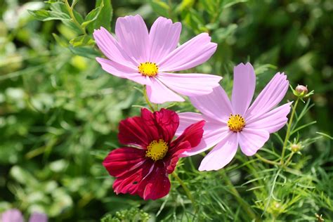 27 Fantastic Plants to Grow for Vibrant Summer Flowers