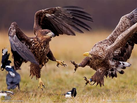 Predators Of Birds