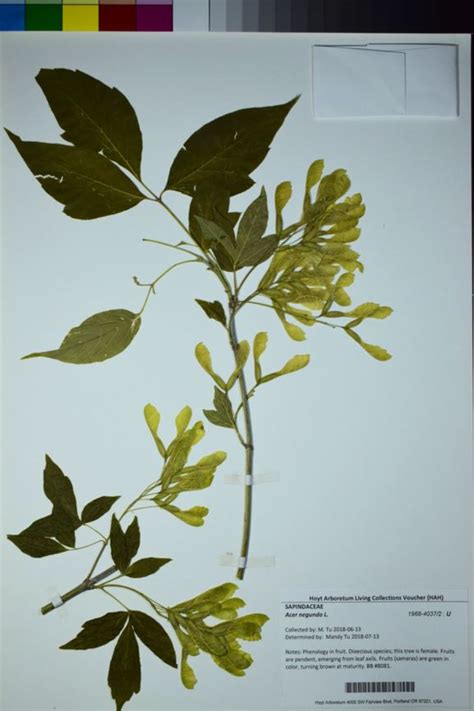 Acer negundo - ashleaf maple, boxelder, boxelder maple, California ...