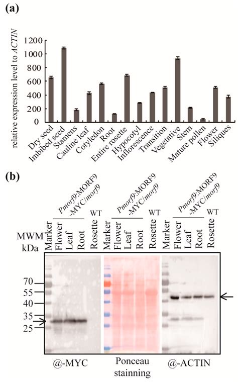 MORF9 Functions in Plastid RNA Editing with Tissue Specificity