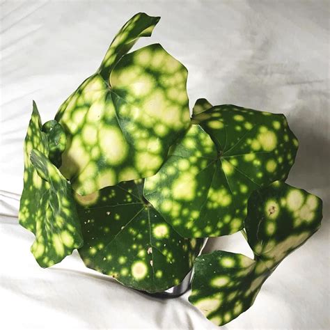 Farfugium Japonicum Aureomaculatum ~ Leopard Plant