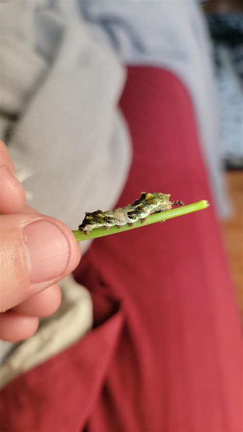 Who says dragons aren't real? (*Limenitis archippus*) Viceroy Butterfly : r/insects