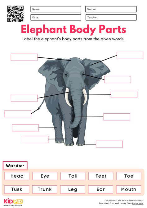 Label the Elephant Body Parts Worksheet - Kidpid