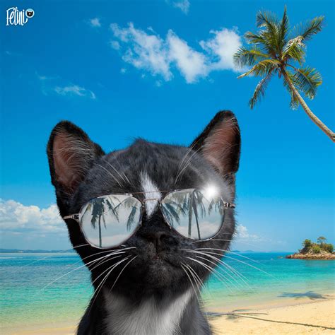 Cat Sunglasses - Cool Kitty Wearing Shades on Beach