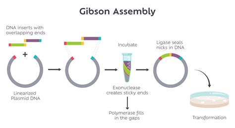 Gibson Assembly molecular cloning method diagram 48792423 Vector Art at Vecteezy
