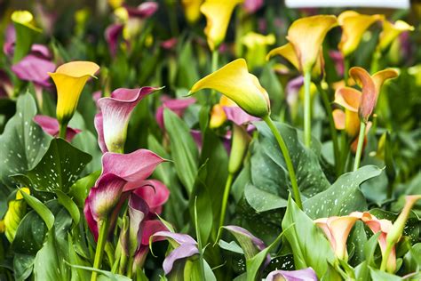 Calla Lily Flowers