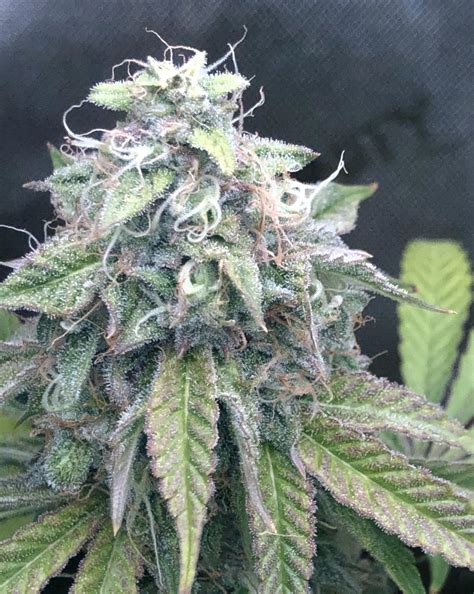 Lemon Chocolate F2 Seeds: Discover the Best Strains - DCSE