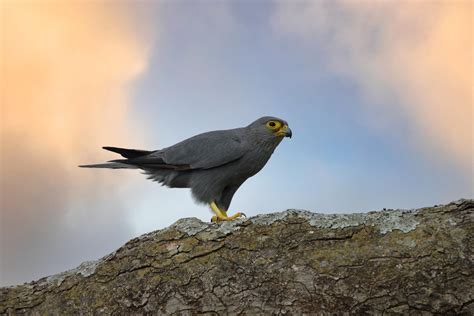 Download wallpaper 3984x2656 kestrel, bird, tree, wildlife hd background