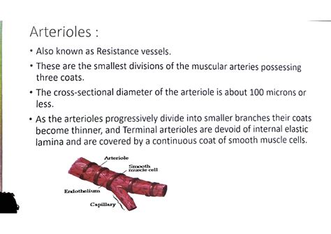 Arterioles and Capillaries: Structure, Function, and Regulation - Studocu