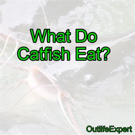 Catfish Eating Benefits at Benjamin Ferguson blog