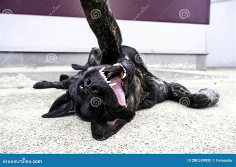 Pet mastiff dog stock photo. Image of brown, hunting - 280589920