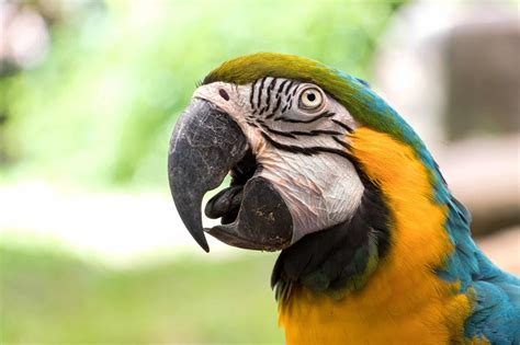 Parrot Tongue Anatomy, Function & Facts (With Pictures)