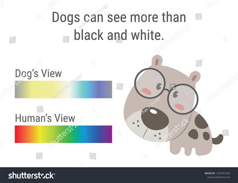 Dog Vision Spectrum