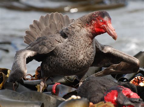 Antarctic Giant Petrel
