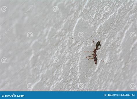 Jack Jumper Ant Insect Tasmania Australia Stock Image - Image of ...