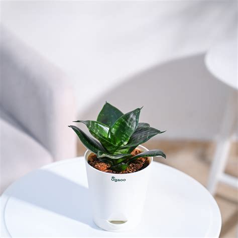 Buy the Premium Green Snake Plant at the best price & get safe home ...