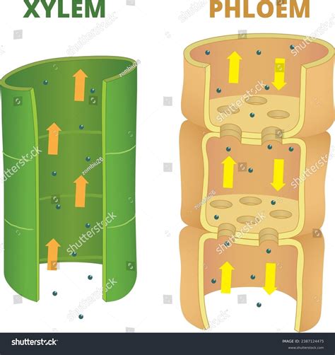 Differences Xylem Phloem Illustration Stock Vector (Royalty Free) 2387124475 | Shutterstock