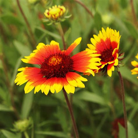 Blanket Flower Seeds (Gaillardia aristata) – Vermont Wildflower Farm