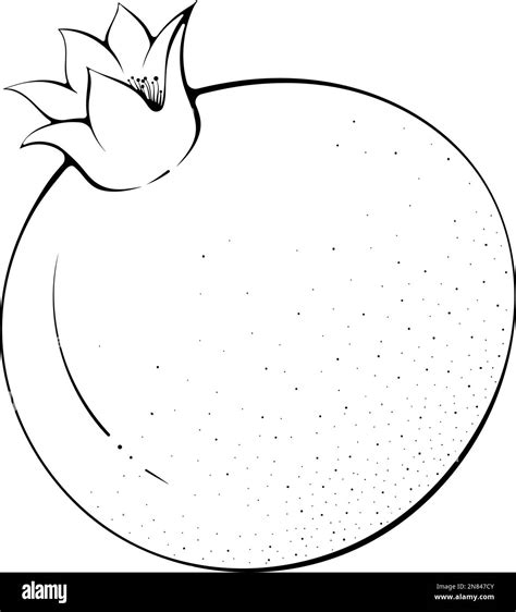 Pomegranate Drawing