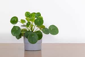 SelfLine | Sol Good Luck Live Money Plant : Amazon.in: Garden & Outdoors