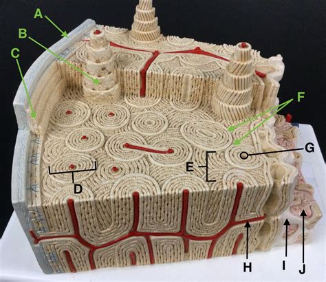 Bone Tissue Model Labeled
