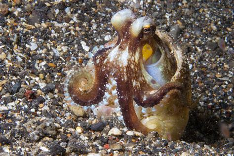 Octopus Shell 的图像结果