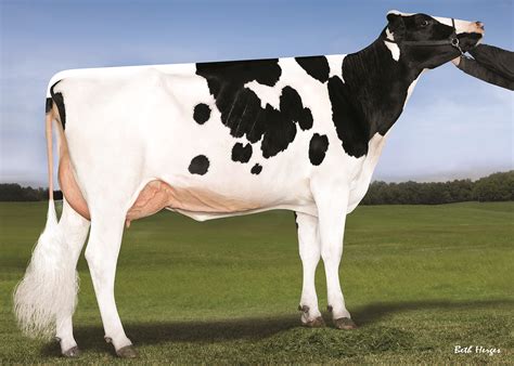 Millenium - Genus ABS India