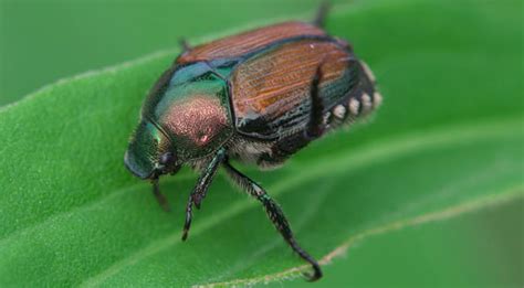 Alien Invasive Insects 的图像结果